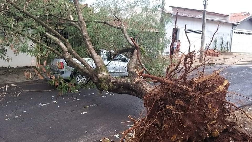 Chuvarada de quinta-feira provoca inúmeras quedas de árvore e deixa bairros  da capital sem energia - REDE JOTA FM